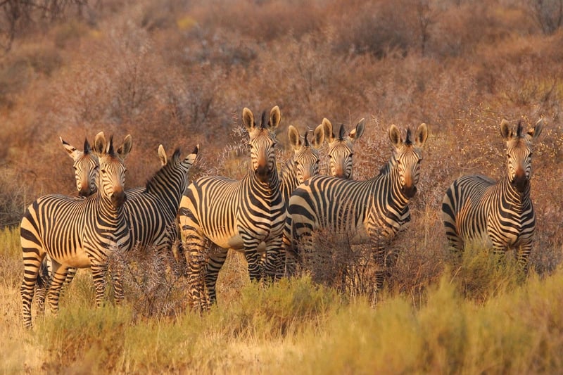Safari Adventure